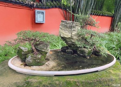 小風帶你欣賞自然景觀的藝術品——盆景景觀藝術